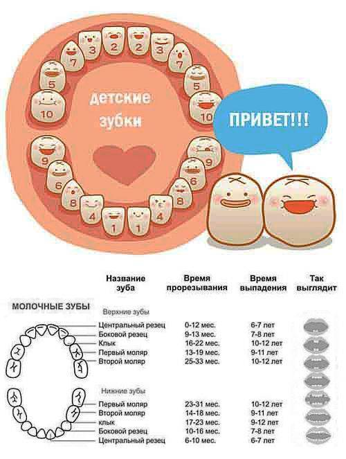 Когда появляются и выпадают молочные зубы у детей - стоматология