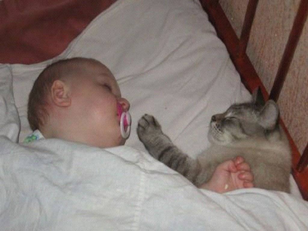 Котик – тёпленький животик: пускать ли пушистого питомца спать с малышом
