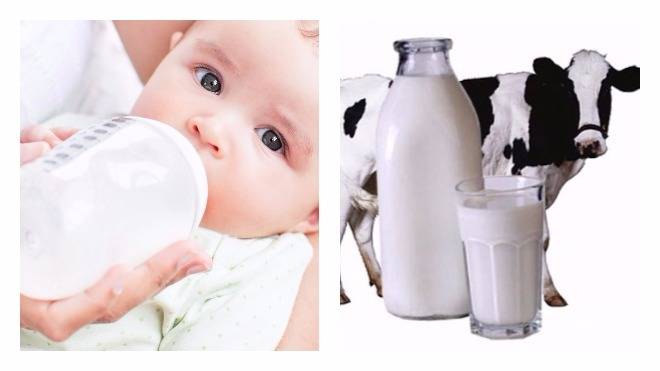 Можно ли козье и коровье молоко при грудном вскармливании и другие молочные продукты