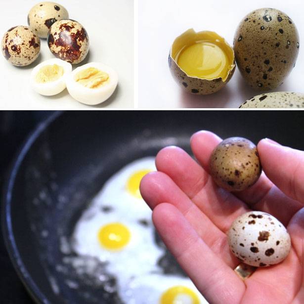 Сколько варить перепелиные яйца: время приготовления для разных блюд