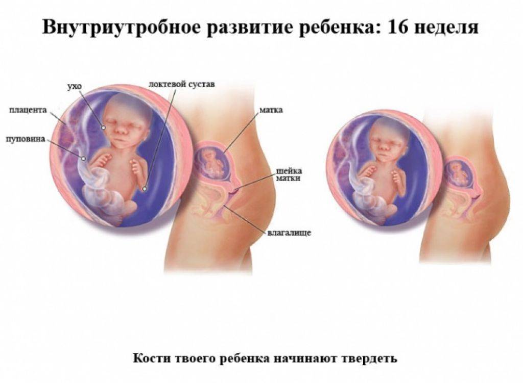 Плод на 16 неделе беременности (20 фото): что происходит с малышом и как он выглядит, размер плода и развитие, пол и вес