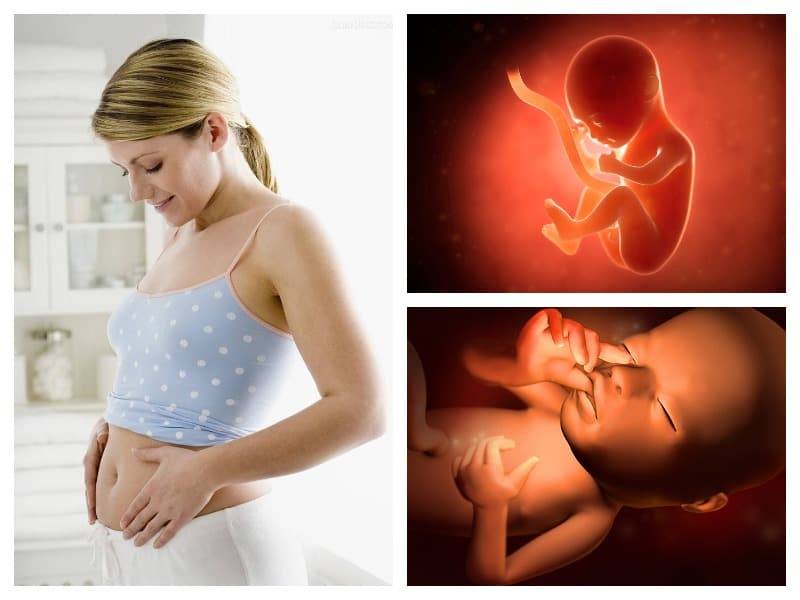 15 неделя беременности: малыш более активен | pampers ru
