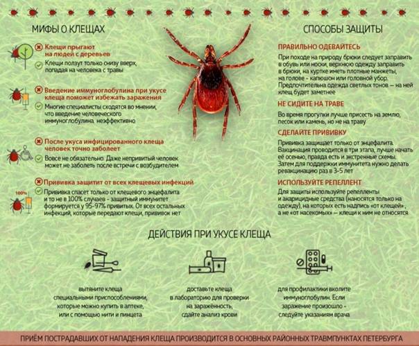 Укусы насекомых: как оказать первую помощь и когда обращаться к врачу