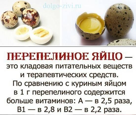 Сколько варить перепелиные яйца для ребенка: вкрутую, как правильно варить