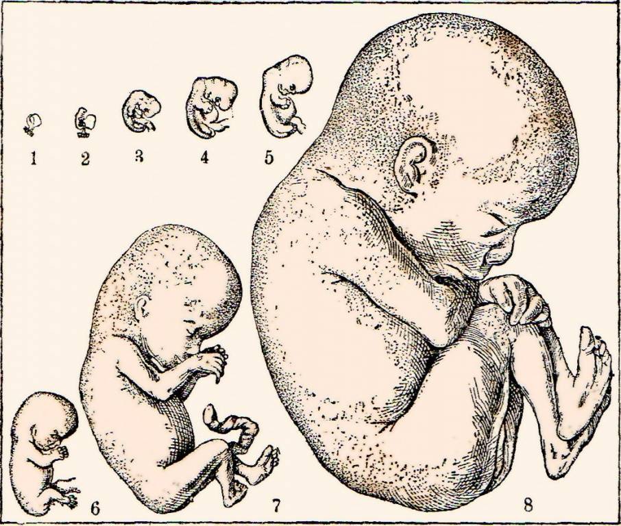 Как развивается плод и новорожденный ребенок: развитие после рождения по неделями месяцам