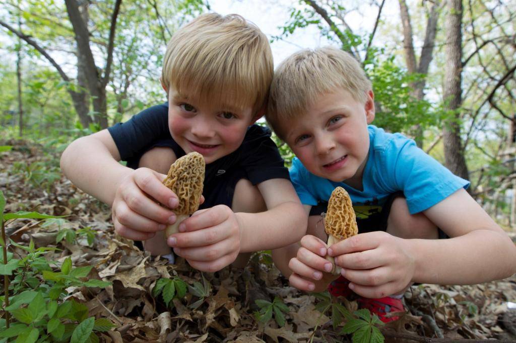 С какого возраста детям можно грибы