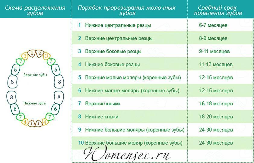 Смена молочных зубов