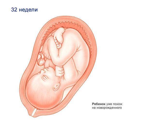 32 неделя беременности: рост, вес, развитие плода, узи