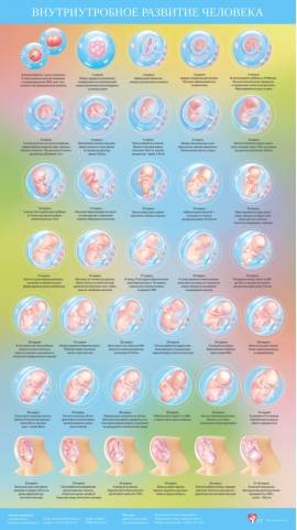 Развитие новорожденного по неделям: этапы развития ребенка, календарь и таблица