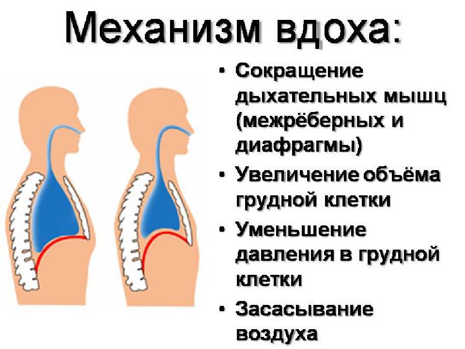 Почему трудно дышать. Дыхательные движения. Что если тяжело дышать. Трудно дышать не хватает воздуха причины. Почему не могу вдохнуть полностью.