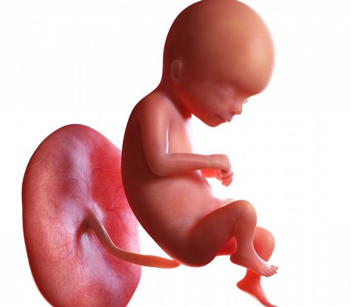 16 неделя беременности: развитие плода, что происходит с малышом и мамой, ощущения в животе — медицинский женский центр в москве