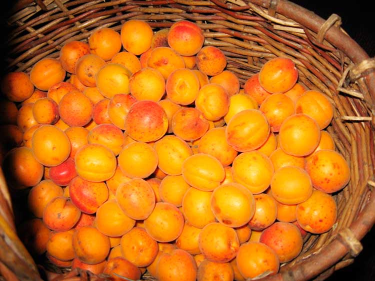 Косточки абрикоса – целебные ядра