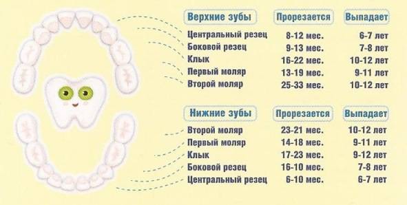 Как прорезаются зубы схема