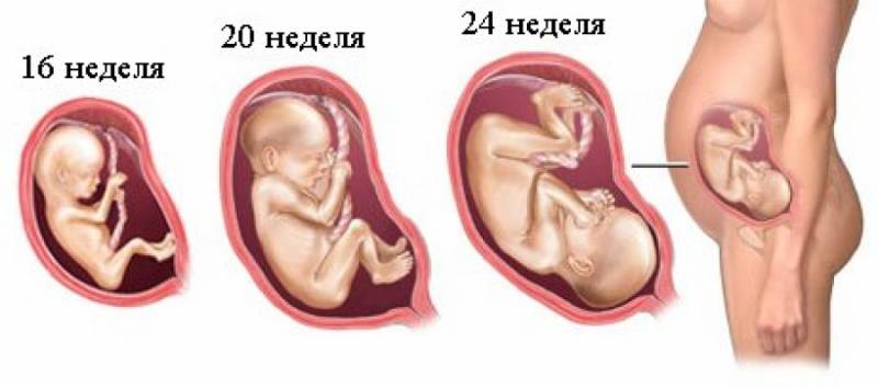 Когда плод начинает шевелиться в животе: на каком сроке ребенок уже может пинаться при первой, второй и третьей беременности? | чудо в животике