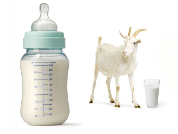 Козье молоко для грудничка: с какого возраста давать, как вводить, особенности состава, смеси