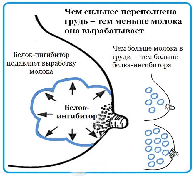 Грудное вскармливание. советы педиатров
