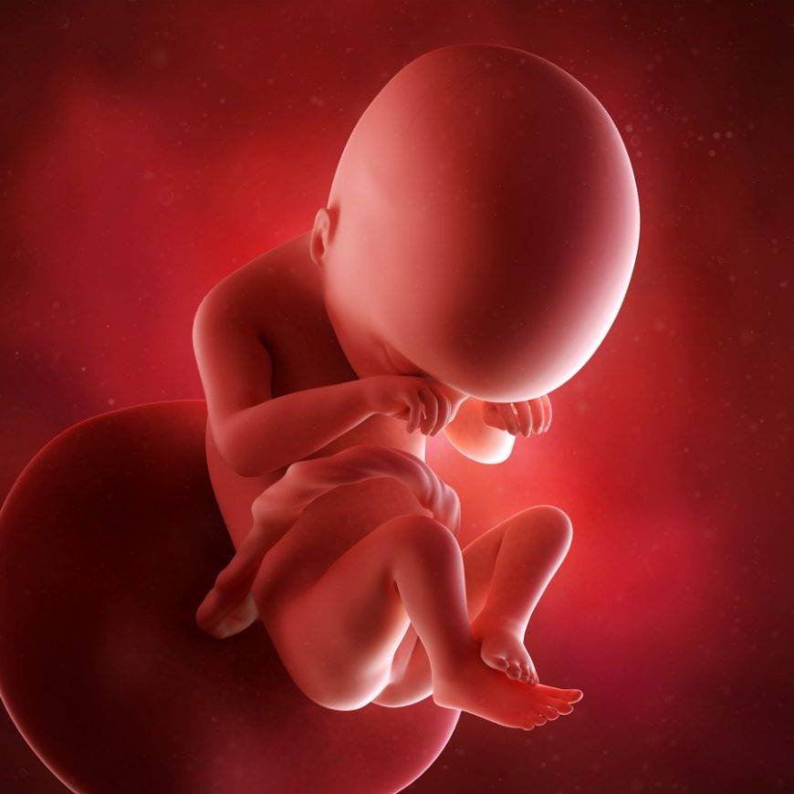 Развитие эмбриона и плода | стадии развития по неделям