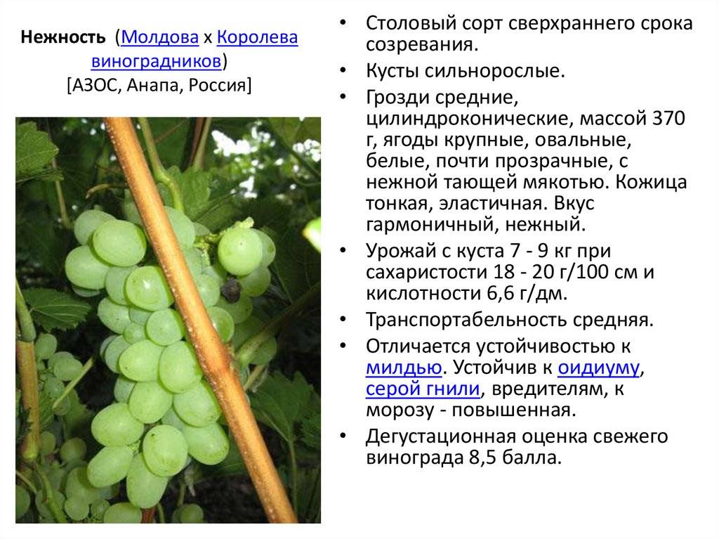 С какого возраста можно виноград ребенку: польза, противопоказания и в каком количестве можно давать виноград малышу |