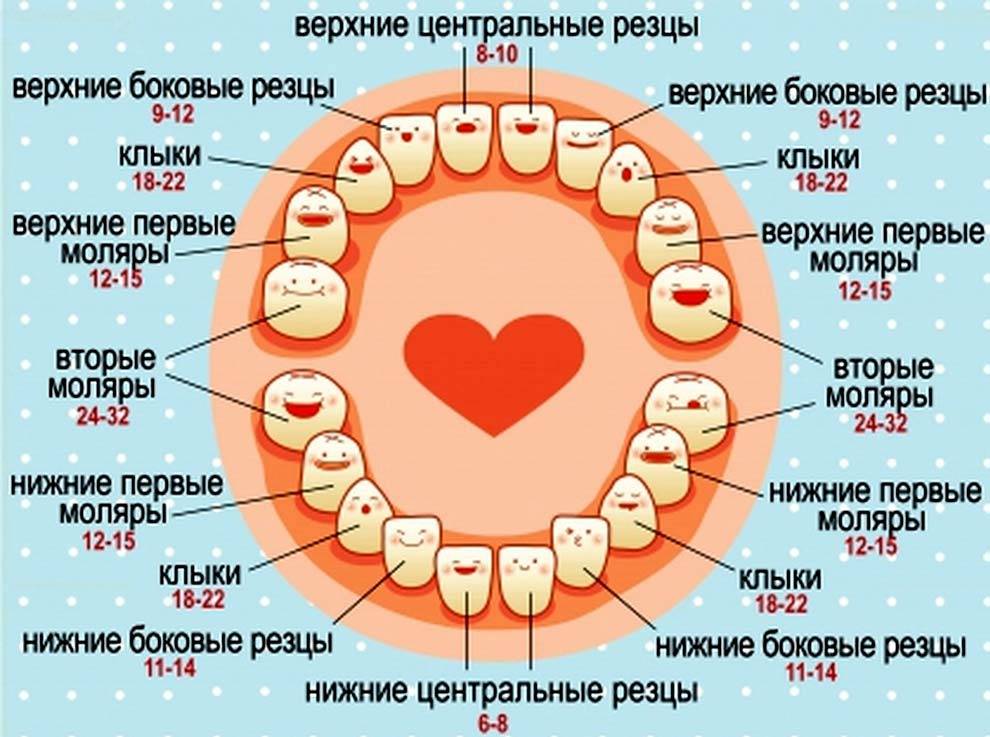 Во сколько месяцев  у ребенка режутся первые зубы