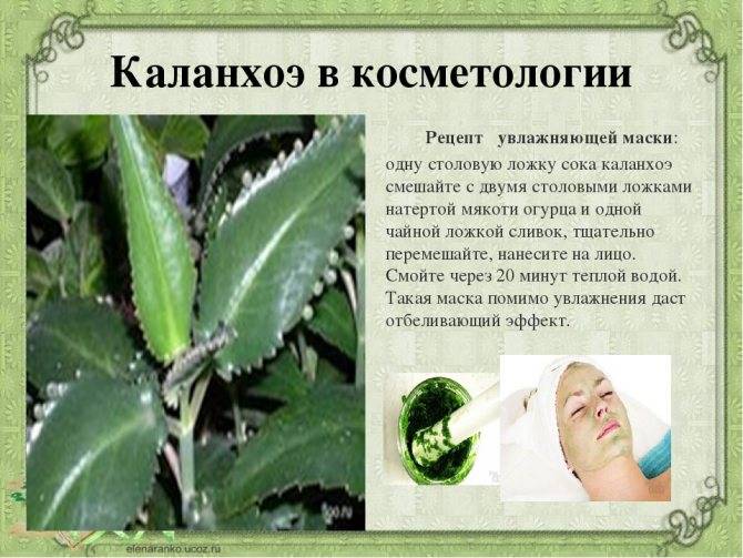 Рецепты приготовления капель из сока каланхоэ при насморке. - здоровье - медиаплатформа миртесен
