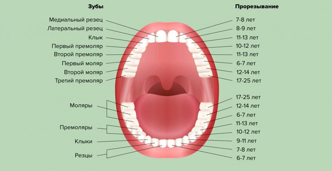 Обычный порядок прорезывания зубов у детей