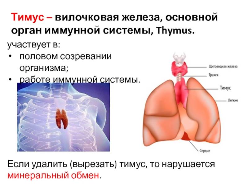 Заболевания щитовидной железы: гипотиреоз, тиреотоксикоз. симптомы, методы диагностики и лечения заболеваний щитовидки