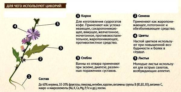 Цикорий при беременности: полезные свойства, рецепты, противопоказания, условия хранения