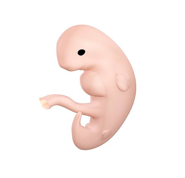 Брадикардия плода при беременности: насколько опасна и что делать - статья репродуктивного центра «за рождение»