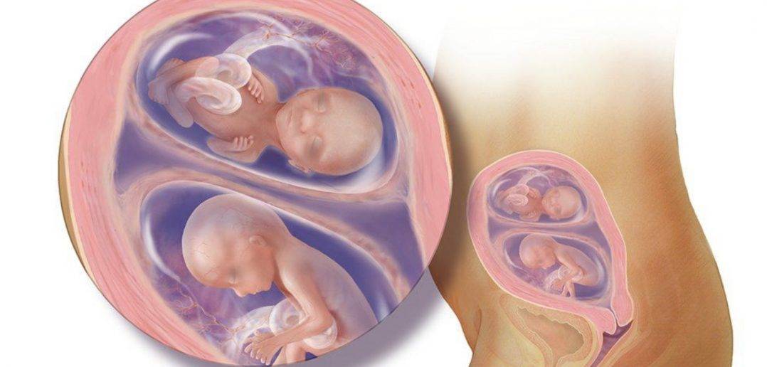 Как развивается беременность двойней по неделям