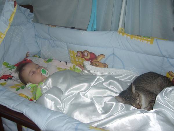 В постели с котом: почему питомцу нельзя спать с хозяином