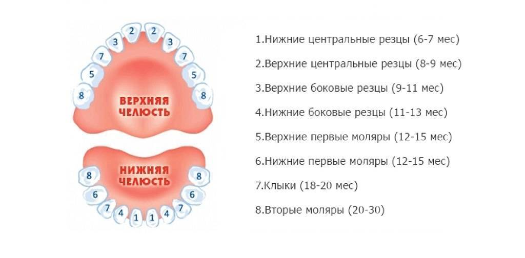 В какой последовательности растут зубы у младенцев