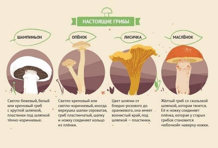 Можно ли детям грибной суп: как начать знакомство с грибовницей