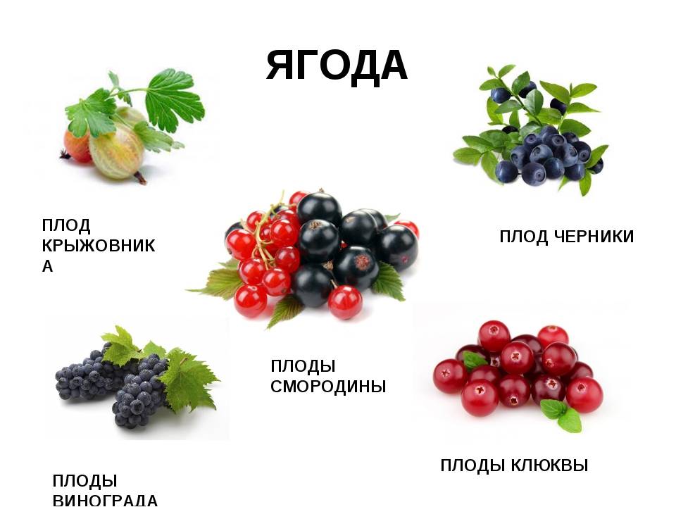 Какие ягоды можно при грудном вскармливании: черника, брусника, виноград