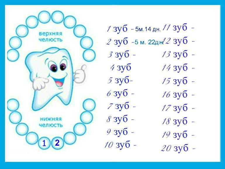 Прорезывание зубов: порядок, симптомы и лечение прорезывания зубов