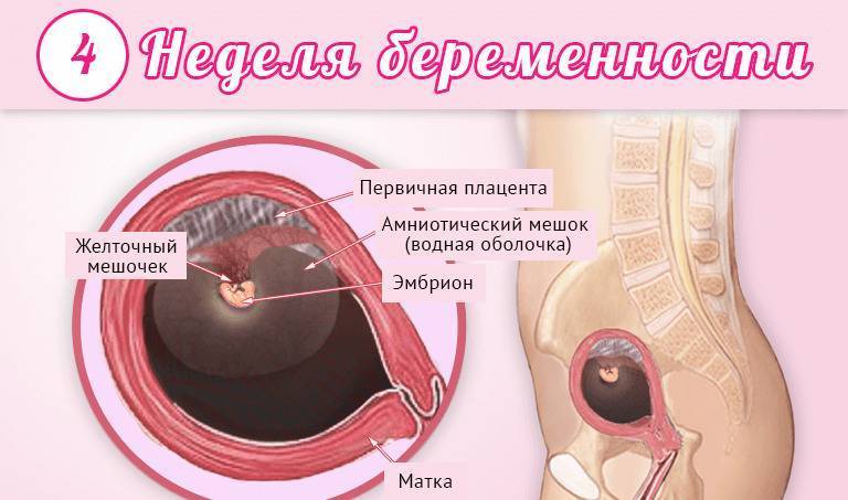 4 неделя беременности: симптомы, ощущения, самочувствие женщины, советы и специальное видео
