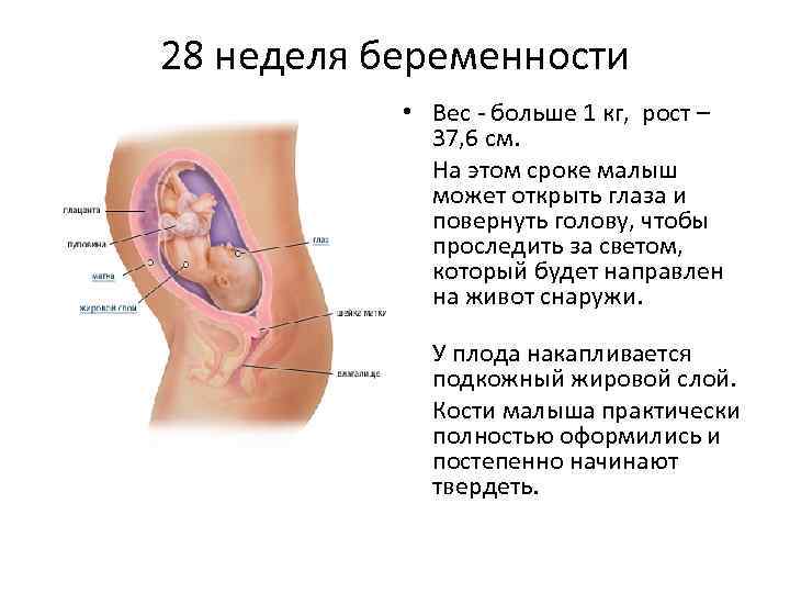 28 неделя беременности что происходит с малышом и мамой, фото