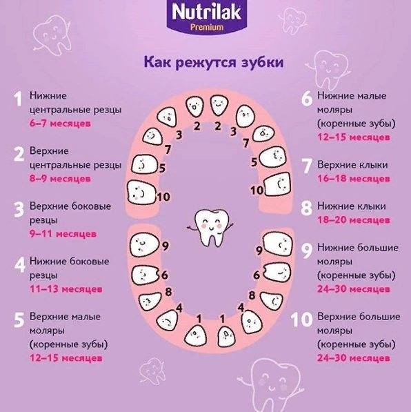 Порядок прорезывания молочных зубов у детей: схема очередности и последовательности, сроки, как растут зубы