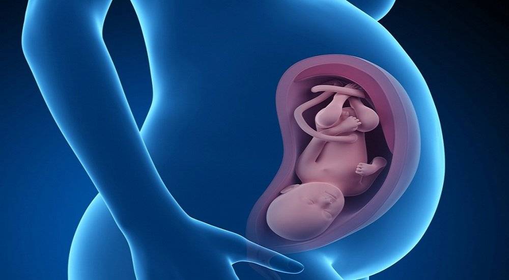 36 неделя беременности: что происходит с малышом и мамой, развитие плода, вес и рост — медицинский женский центр в москве