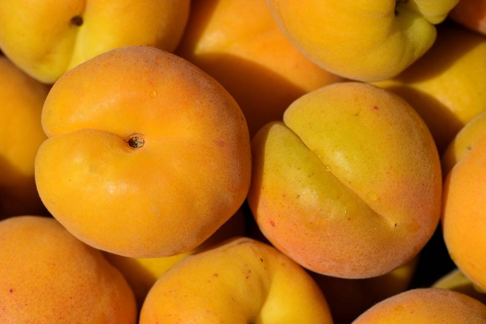 Абрикос: сорта, размножение, посадка и уход за абрикосами
