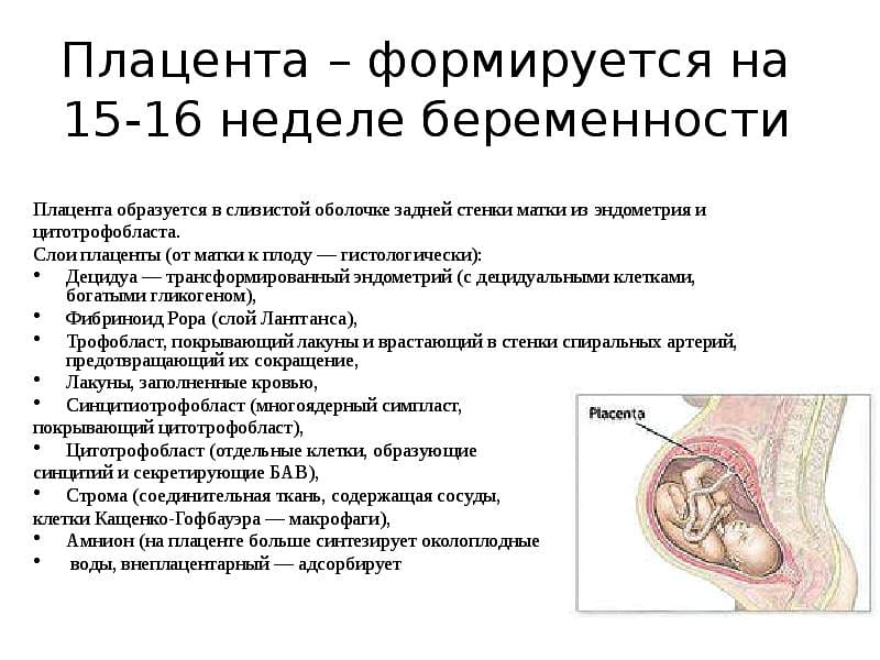 Замершая беременность на ранних сроках | медицинский центр «президент-мед»