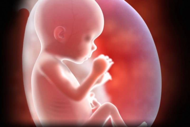 15 неделя беременности – чем сопровождается формирование головного мозга крохи?