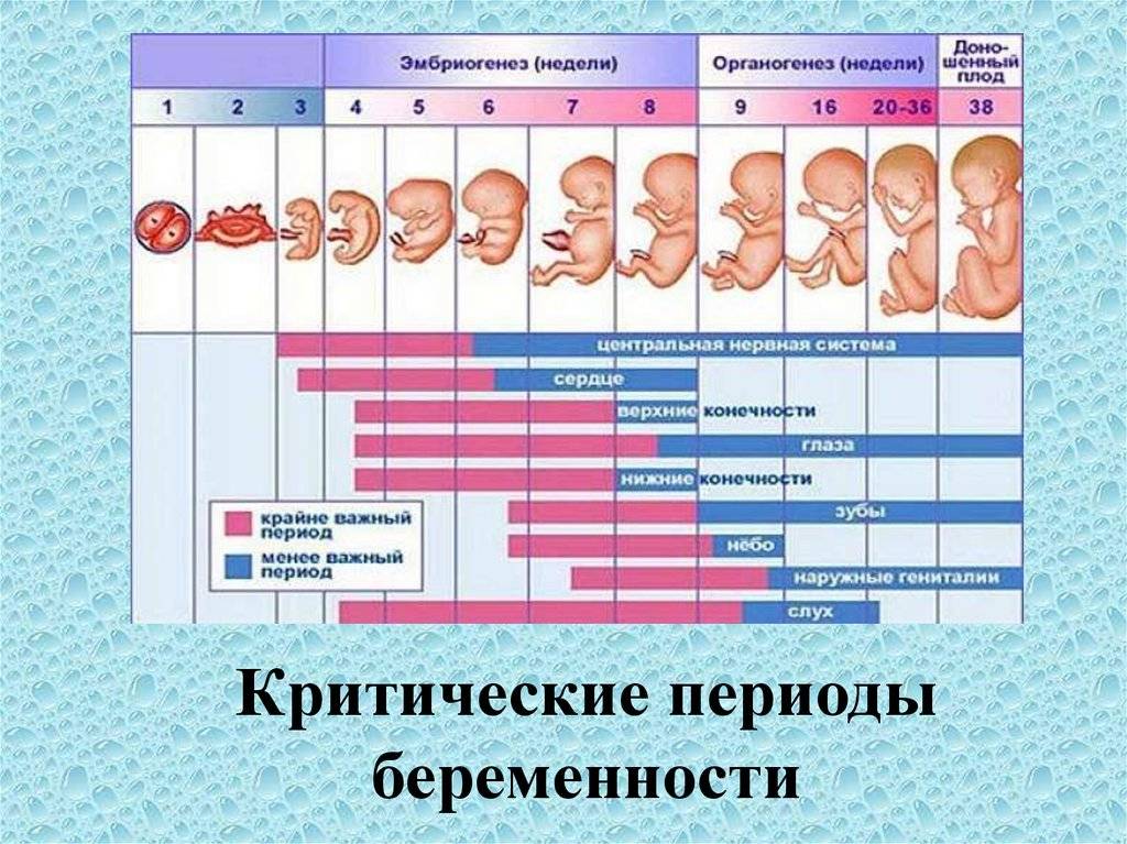 Сроки беременности: акушерский и эмбриональный – как правильно определить срок