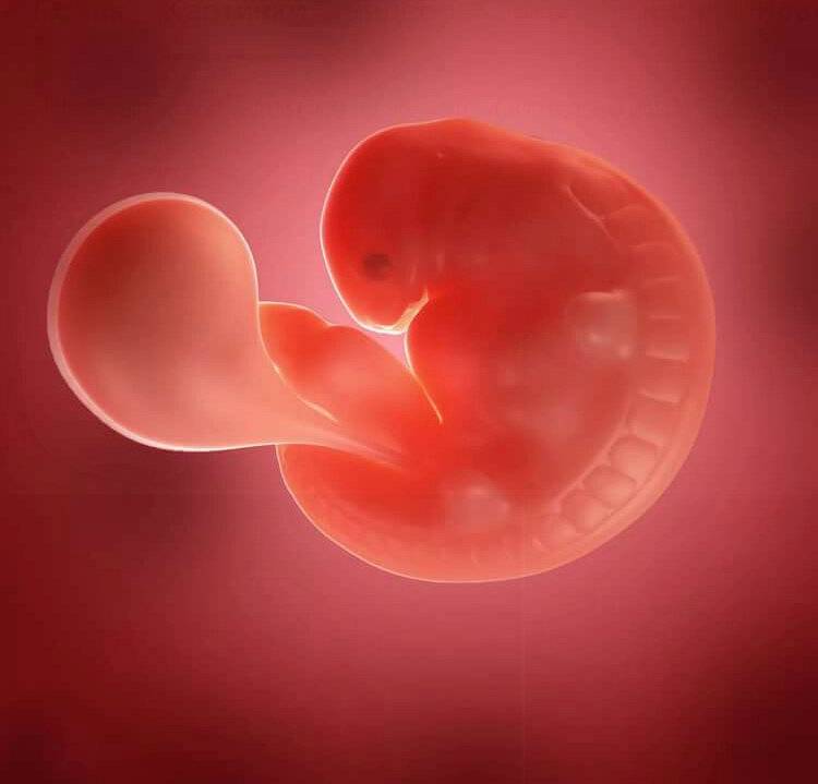 Брадикардия плода при беременности: насколько опасна и что делать - статья репродуктивного центра «за рождение»