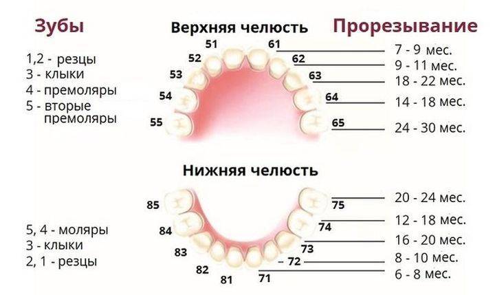 Сроки прорезывания постоянных зубов у детей + таблица