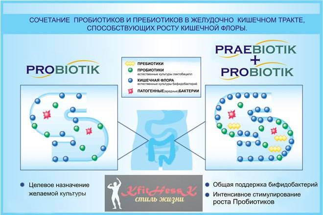 Пробиотики и пребиотики: в чем разница?