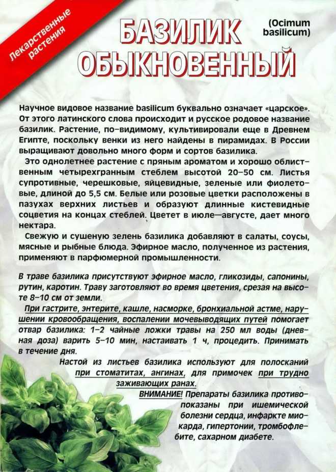 Черемша: польза и вред для организма