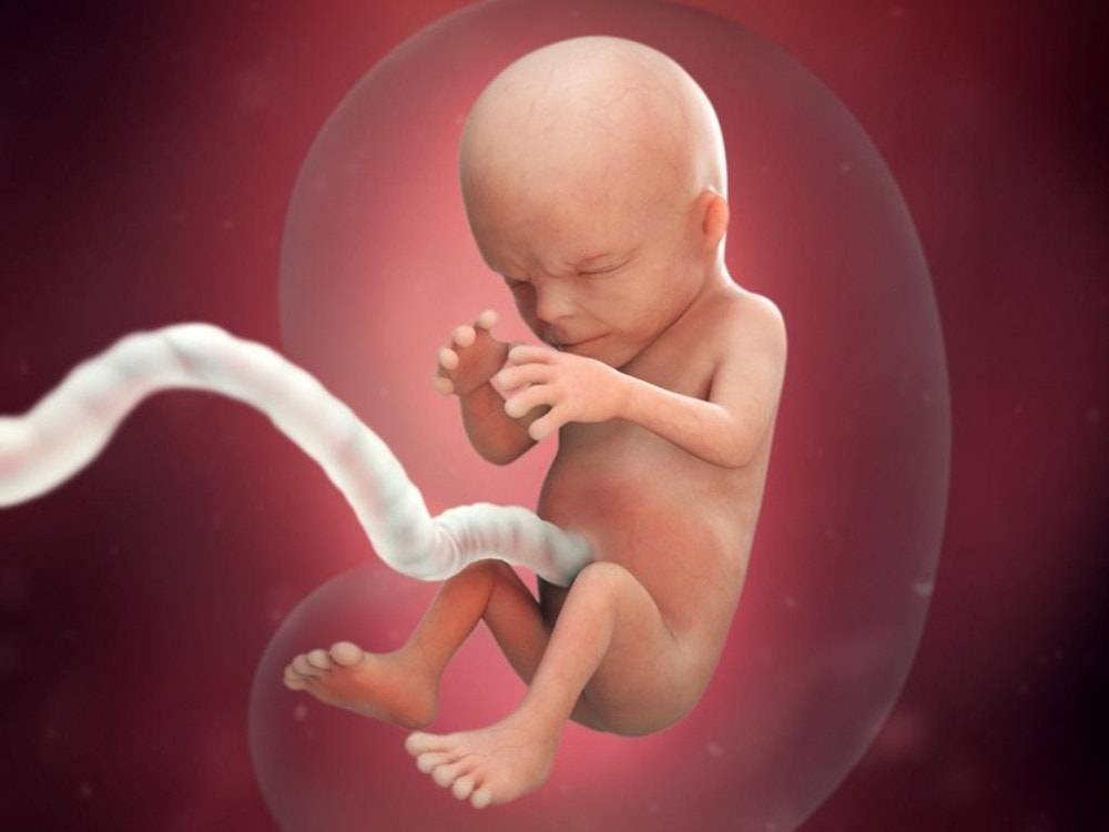 14 недель беременности – что происходит, развитие плода, ощущения, как выглядит живот - agulife.ru