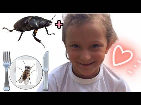 Как убить муху: все методы избавления от летающего вредителя