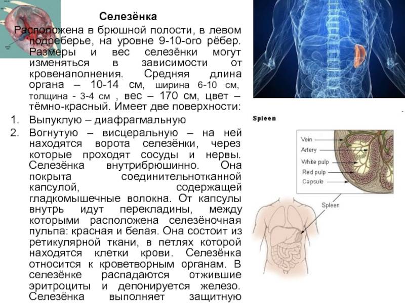 Боль в левом подреберье спереди после