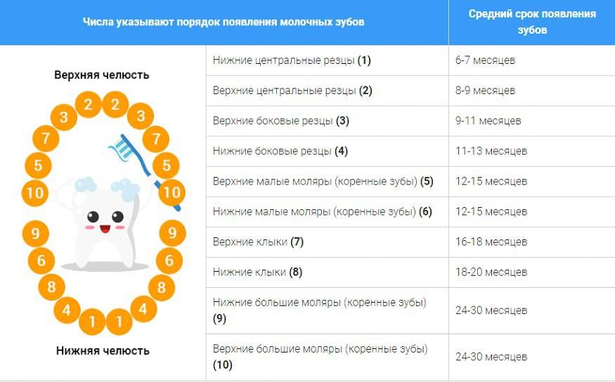 Схема прорезывания зубов у детей до года